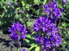 ZVONEK KLUBKATÝ - Campanula glomerata ´Dahurica´
