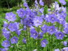 ZVONEK BROSKVOLISTÝ - Campanula persicifolia Caerulea