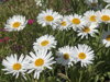 ASTRA, HVĚZDNICE ALPSKÁ - Aster alpinus ´White´