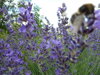 LEVANDULE LÉKAŘSKÁ (ÚZKOLISTÁ) - Lavandula angustifolia 