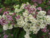 DOBROMYSL OBECNÁ - Origanum vulgare 