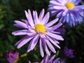 ASTRA KŘOVIŠTNÍ - Aster dumosus  'Wood's Light Blue'