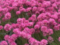 TRÁVNIČKA PŘÍMOŘSKÁ - Armeria maritima 'Vesuv'