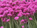TRÁVNIČKA PŘÍMOŘSKÁ - Armeria maritima 'Vesuv'