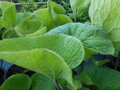 POMNĚNKOVEC VELKOLISTÝ - Brunnera macrophylla 