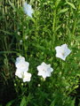 ZVONEK BROSKVOLISTÝ - Campanula persicifolia Caerulea