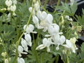 SRDCOVKA NÁDHERNÁ - Dicentra spectabilis ´Alba´