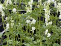 SRDCOVKA NÁDHERNÁ - Dicentra spectabilis ´Alba´