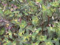 PRYŠEC MANDLOŇOVITÝ -Euphorbia amygdaloides ´Purpurea´