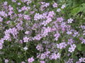 ŠATER PLAZIVÝ (NEVĚSTIN ZÁVOJ) - Gypsophila repens 'Rosea'