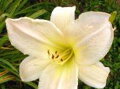 DENIVKA MIX - Hemerocallis