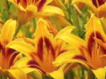 DENIVKA MIX - Hemerocallis