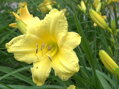 DENIVKA MIX - Hemerocallis
