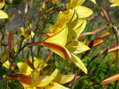 DENIVKA MIX - Hemerocallis
