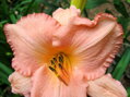 DENIVKA MIX - Hemerocallis