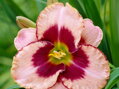 DENIVKA MIX - Hemerocallis