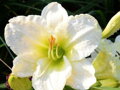 DENIVKA MIX - Hemerocallis