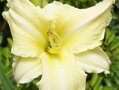 DENIVKA MIX - Hemerocallis