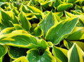 BOHYŠKA - Hosta hybrida 'Band of Gold'