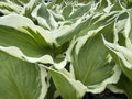 BOHYŠKA - Hosta hybrida  'Minuteman'
