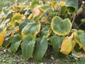 BOHYŠKA - Hosta sieboldiana