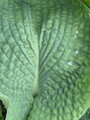 BOHYŠKA - Hosta sieboldiana