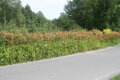DENIVKA MIX - Hemerocallis