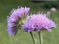 CHRASTAVEC MAKEDONSKÝ - Knautia macedonica ´Melton Pastels´
