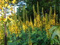 POPELIVKA PŘEVALSKÉHO - Ligularia przewalskii