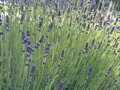LEVANDULE LÉKAŘSKÁ (ÚZKOLISTÁ) - Lavandula angustifolia 