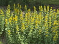 VRBINA TEČKOVANÁ - Lysimachia punctata