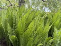 PÉROVNÍK PŠTROSÍ - Matteuccia struthiopteris