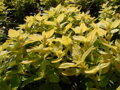 DOBROMYSL OBECNÁ - Origanum vulgare ´Gold´