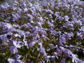 PLAMENKA ŠÍDLOVITÁ - Phlox subulata ´Emerald Cushion Blue´