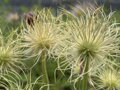 KONIKLEC OBECNÝ - Pulsatilla vulgaris ´Bells White´