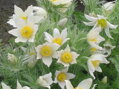 KONIKLEC OBECNÝ - Pulsatilla vulgaris ´Bells White´
