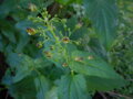 KRTIČNÍK HLÍZNATÝ - Scrophularia nodosa