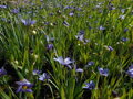  BADIL ÚZKOLISTÝ - Sisyrinchium angustifolium