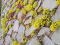 ROZCHODNÍK ŠESTIŘADÝ - Sedum sexangulare