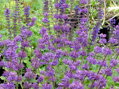 ROZCHODNÍK ŠESTIŘADÝ - Sedum sexangulare
