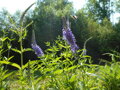 ROZRAZIL DLOUHOLISTÝ - Veronica longifolia