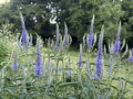 ROZRAZIL DLOUHOLISTÝ - Veronica longifolia