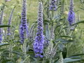 ROZRAZIL DLOUHOLISTÝ - Veronica longifolia