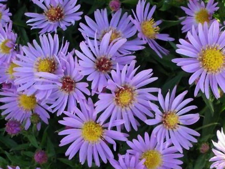 ASTRA KŘOVIŠTNÍ - Aster dumosus  'Wood's Light Blue'