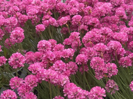 TRÁVNIČKA PŘÍMOŘSKÁ - Armeria maritima 'Vesuv'