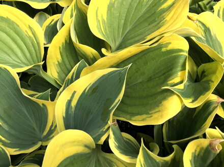 BOHYŠKA - Hosta hybrida 'Liberty'®