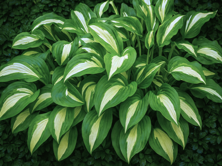 BOHYŠKA - Hosta hybride 'Night Before Christmas'