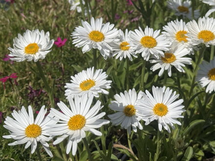 ASTRA, HVĚZDNICE ALPSKÁ - Aster alpinus ´White´