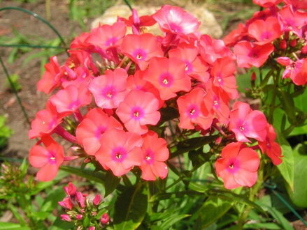 PLAMENKA LATNATÁ - Phlox paniculata 'Adessa Orange´