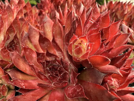 NETŘESK - Sempervivum ´Dark Beauty´